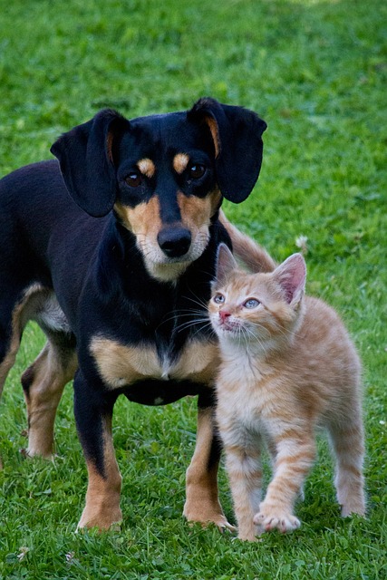 Osteopathie für Hunde & Katzen